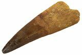 Real Spinosaurus Tooth - Huge Dinosaur Tooth #328048-1